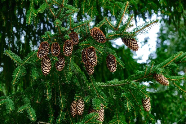 The spruce cones on the spruce tree. Picture of the natural tree for the background.