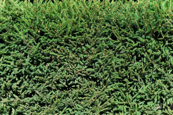 Groene Heg Van Groenblijvende Naaldbomen Het Patroon Van Dennenbomen Behang — Stockfoto