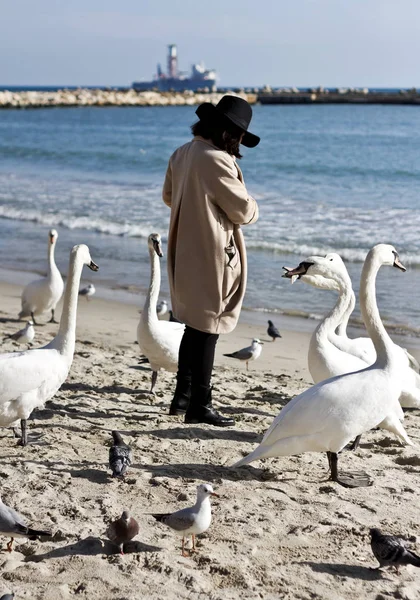 Kadın Kuğu Denizin Kenarında Plajda Besleme — Stok fotoğraf