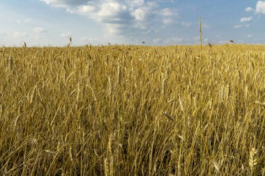Buğday alan, mavi gökyüzü bulutlu üzerinde kulakları