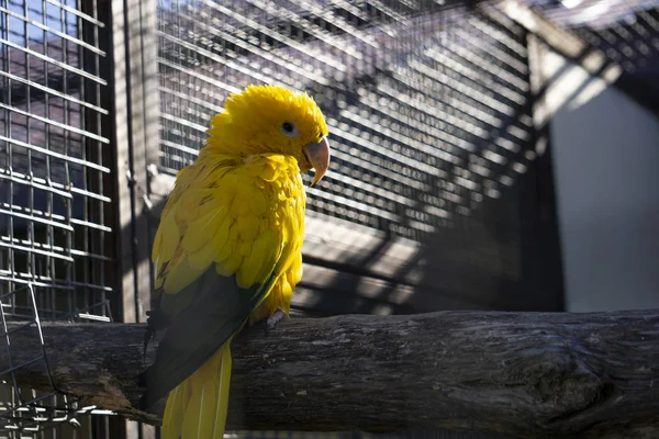 parrot yellow sitting on a wooden perch, it falls rays of the sun