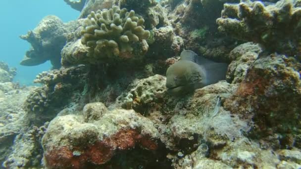 Anguila Morena Gigante Gymnothorax Javanicus Relajandose Luz Del Sol Entre Video De Stock C Anokato Anguila Morena Gigante Gymnothorax Javanicus Relajandose Luz Del Sol Entre Video De Stock C Anokato