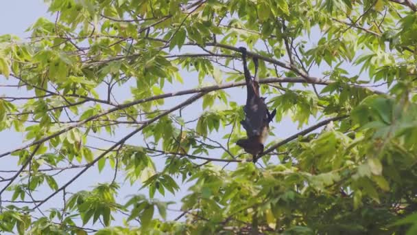 junge neugierige Flughund, ein indischer Flughund, Pteropus giganteus, hängt auf den Malediven an einem Baum