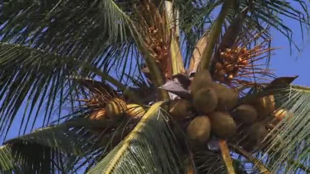 Golden Coloured Coco Nuts Hanging On A Palm Tree Swaying In The Wind In The Maldives. — Stock Footage Golden Coloured Coco Nuts Hanging Palm Tree Swaying Wind Maldives Royalty Free Stock Video