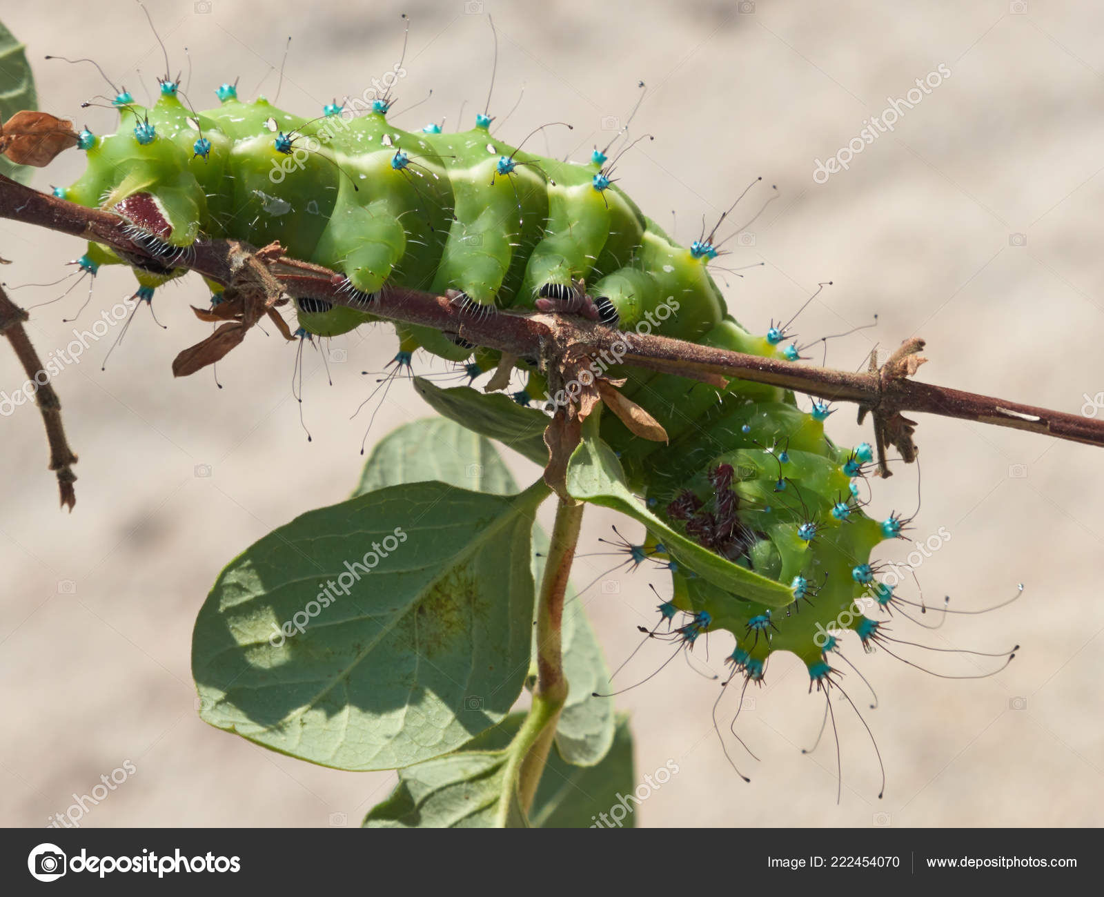 Green Caterpillar Identification Chart