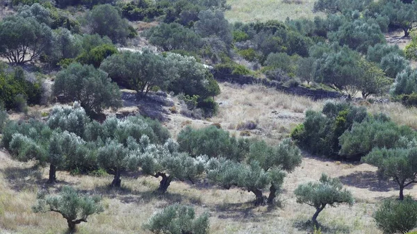 Greek Mediterranean Rural Landscape With Green Olive Trees Fluttering In The Summer Wind.