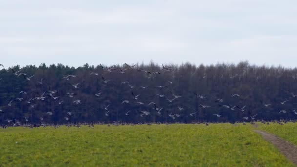 Ptáci hejno divokých šedých hus, které odletí na zelené zimní pole proti hnědým lesním stromům v severním Německu.
