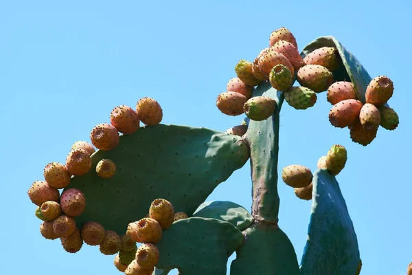 Orange cactus figs fruit ripening on a barbary fig tree in Greec