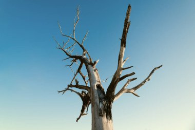 mavi göğün karşı ölü, Kuru ağaç