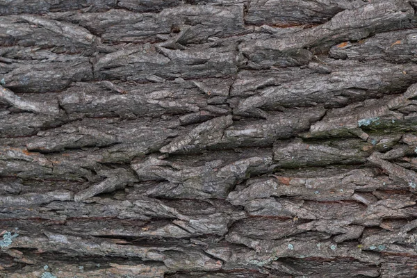 Bark Tree Texture Close — Stock Photo, Image