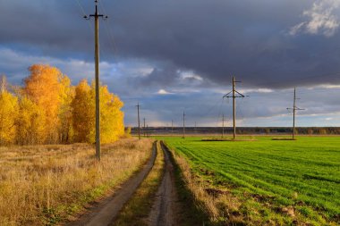 parlak güneşin altında yeşil bitkileri alanlarla