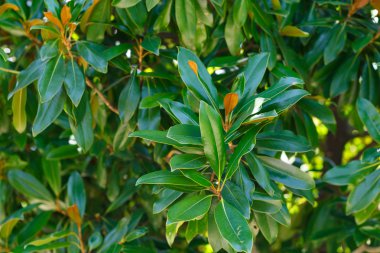 dalları ve yaprakları ficus açık havada