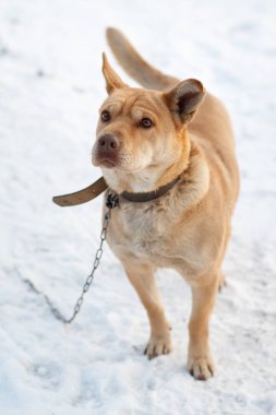kışın karda tasmalı köpek. Dikey görüntü