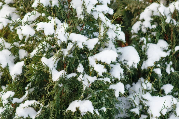 Mazı (bitki) occidentalis kar closeup kış