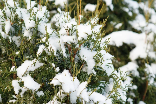 Thuja Occidentalis Winter Sneeuw Closeup — Stockfoto