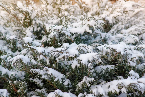 Thuja Occidentalis Winter Sneeuw Closeup — Stockfoto