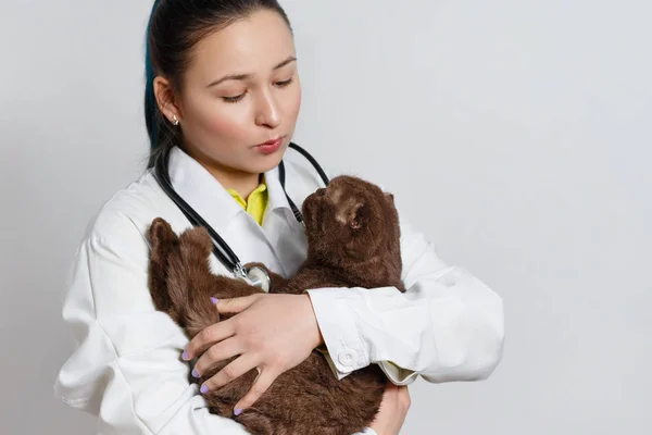 Gatinho Engraçado Bonito Mãos Veterinário Mulher Fundo Branco — Fotografia de Stock