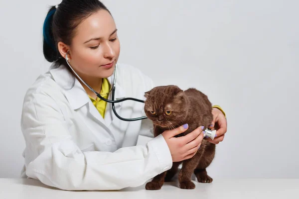 Veterinarian Doctor Stethoscope Checking Cat Vet Clinic Medicine Pet Animals — Stock Photo, Image