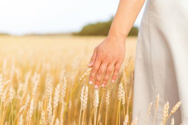 Kadın eli buğday kulaklarına dokunuyor. Gün doğumu sahnesi, sağlıklı yaşam tarzı, organik tarım, hasat zamanı, doğanın keyfi.