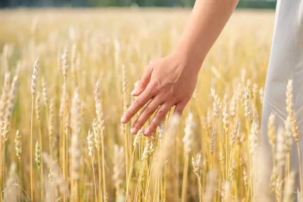 Kadın eli buğday kulaklarına dokunuyor. Gün doğumu sahnesi, sağlıklı yaşam tarzı, organik tarım, hasat zamanı, doğanın keyfi.