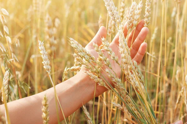 A bunch of wheat ears in a womans hand, against the background of Golden wheat field Royalty Free Stock Images