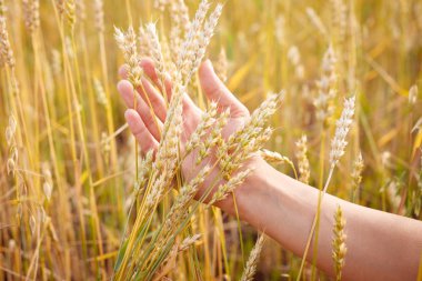 Altın buğday tarlasının arka planına karşı, bir kadın elinde buğday kulakları bir demet