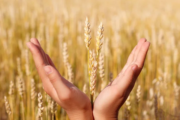 Wheat ears in the hands. Harvest concept Royalty Free Stock Photos