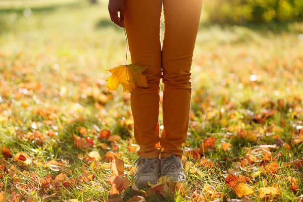 Concepto de otoño. pies de una joven en jeans y zapatillas de deporte en hojas caídas en el Parque. En la contraluz. En la mano de las hojas de otoño . —  Fotos de Stock