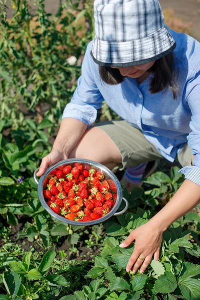 Mujer Joven Recoge Fresas Frescas Maduras Una Cama Jardín —  Fotos de Stock