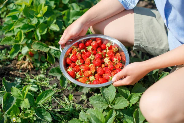 Mujer Joven Recoge Fresas Frescas Maduras Una Cama Jardín —  Fotos de Stock