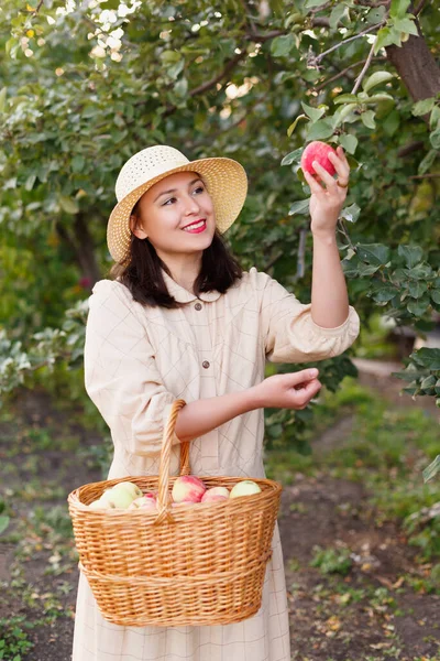 Mujer Hermosa Joven Con Gran Cesta Manzanas Rojas Orgánicas Cosecha —  Fotos de Stock