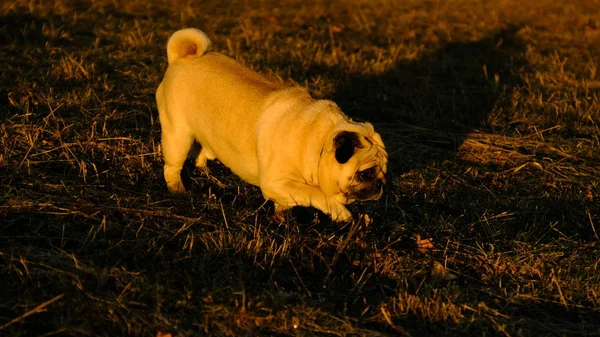 Konfuciy küçük bir boksör gizlice güneş ışınlarının çimenlerde erişimi mevcuttur..
