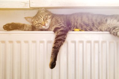 Kedi bir radyatör üzerine