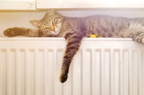 라디에이터에 고양이 — 스톡 사진