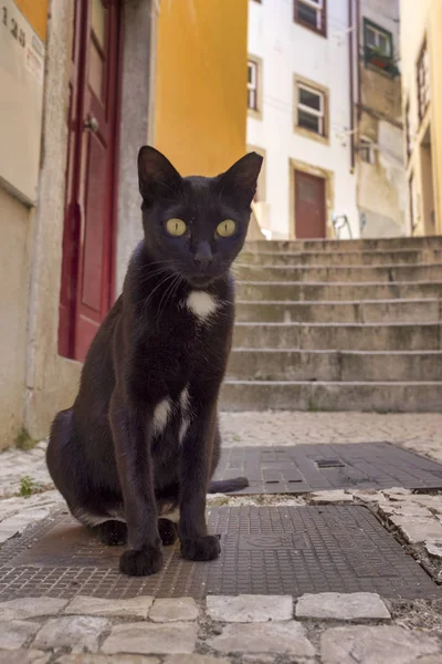Black Cat Streets Coimbra Portugal Stock Image