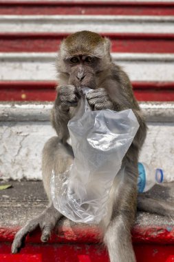 Yengeç yiyen makak Batu mağaraları, Gombak, İstanbul, Malaysi merdivenlerde