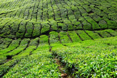 Çay tarlaları Cameron Highlands, Pahang, Malezya