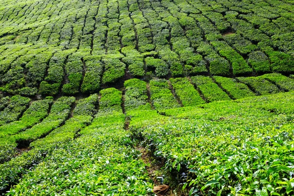 Çay tarlaları Cameron Highlands, Pahang, Malezya