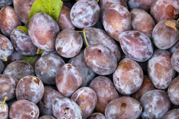 Ciruelas europeas — Foto de Stock