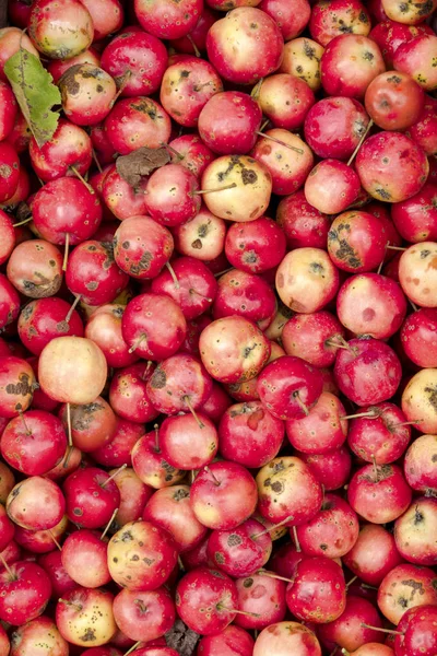 Organic apples — Stock Photo, Image