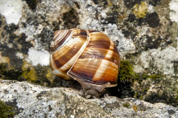 Burgundy snail — Stock Photo, Image