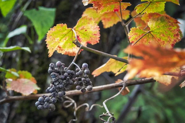 Ripe Isabella grape — Stock Photo, Image