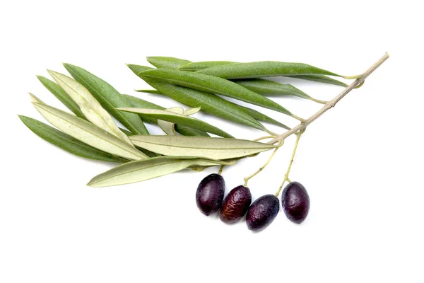 Olive branch — Stock Photo, Image