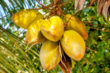 Coco De Mer (Lodoicea maldivica), Praslin, Seyşeller