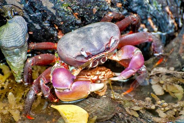 Close Giant Mangrove Crab Cardisoma Carnifex — Stock Photo, Image