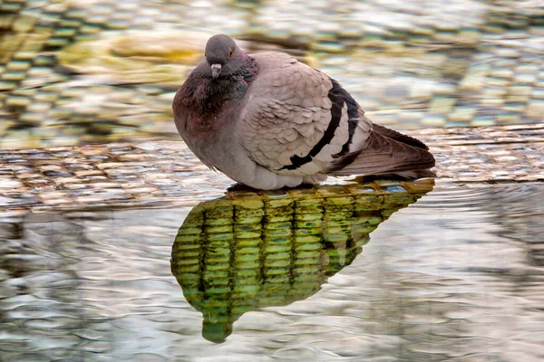 비둘기 클로즈업하는 — 스톡 사진