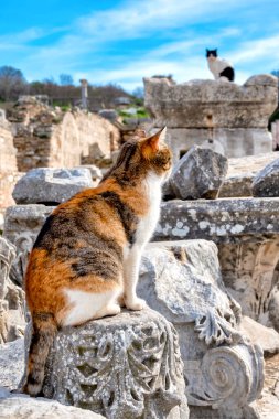 İzmir 'in Efes ilçesinin kalıntılarındaki kediler, Türkiye