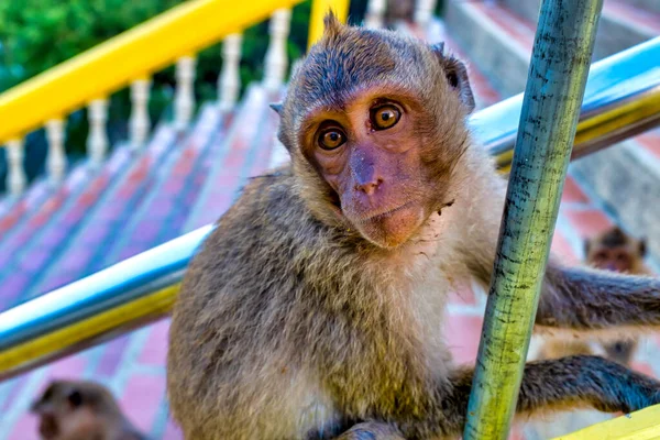 Mladý Krab Jíst Makak Macaca Fascicularis Schodech Chrámu Khao Takiab — Stock fotografie