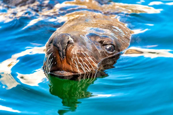 Swimming Adult Brown Fur Seal Arctocephalus Pusillus — Stock Photo, Image