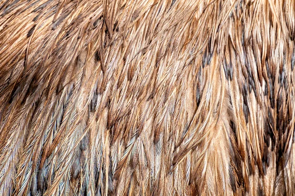 Federn Eines Südafrikanischen Straußenweibchens Struthio Camelus Australis — Stockfoto